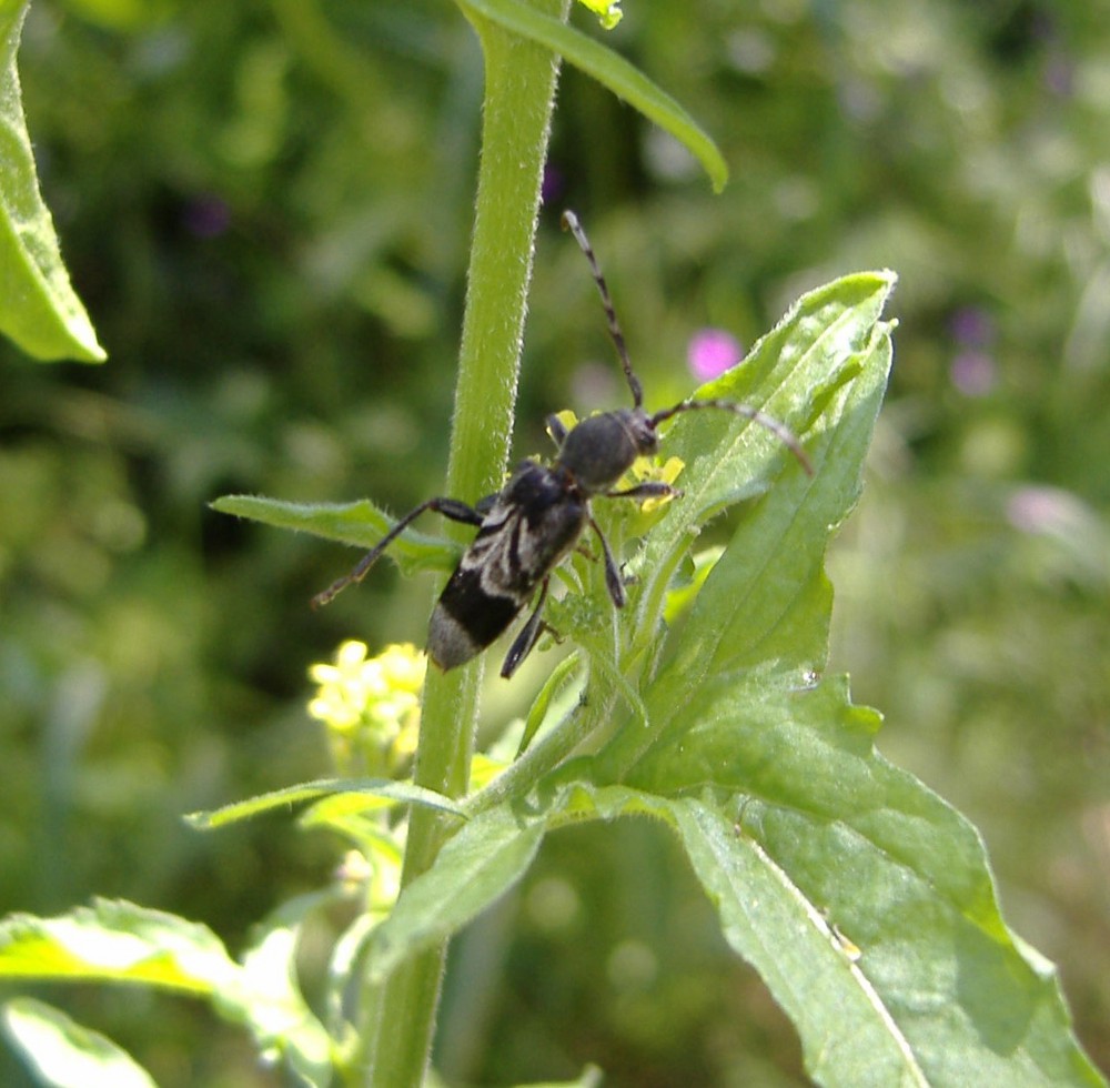 Cerambycidae, Melolonthidae, Chrysomelidae, Cetoniidae